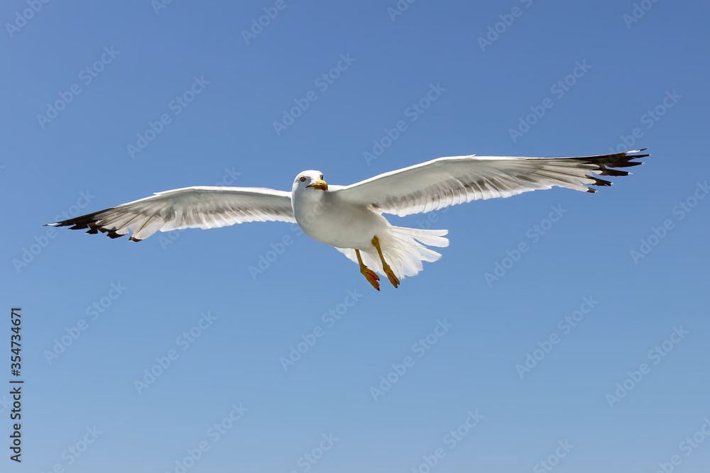 Fototapeta premium Beautiful, flying, sunlit seagull looking at a distance against a clear blue sky, close up