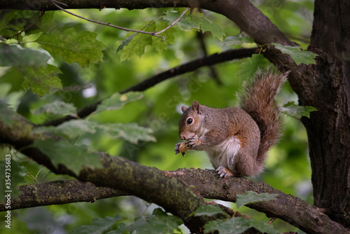 Gray squirrel eats a peanut perched on a tree branch © Brambilla Simone