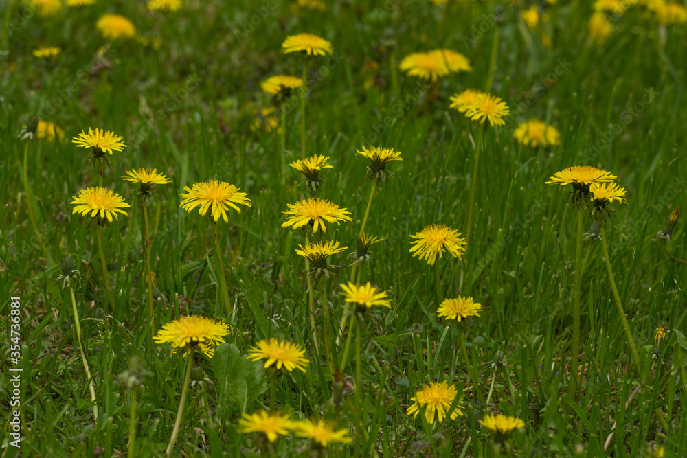 Fototapeta premium A weed dandelion on the home lawn. A landscaping. Selective focus.