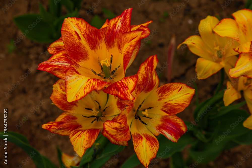 Three yellow-red large buds of a multifloral tulip grow on one stem Three yellow-red large buds of a multifloral tulip grow on one stem