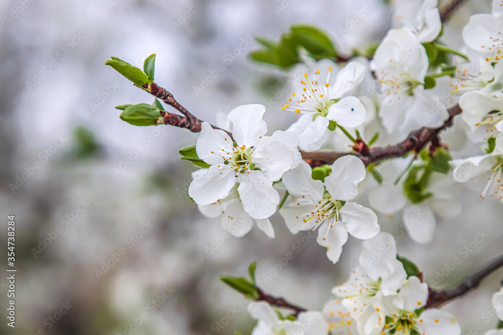 Branch of a blossoming tree with beautiful white flowers Branch of a blossoming tree with beautiful white flowers