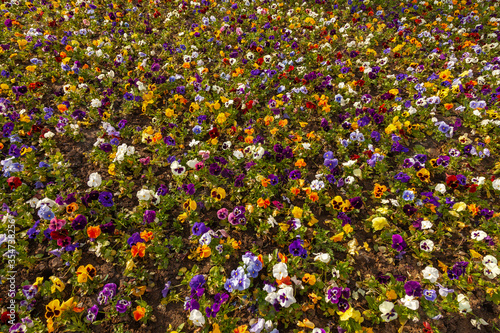 A field covered with a continuous carpet of colorful flowers