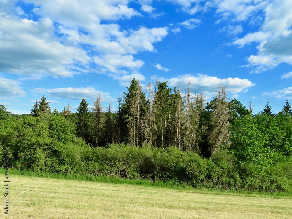 Fototapeta premium Dead fir trees