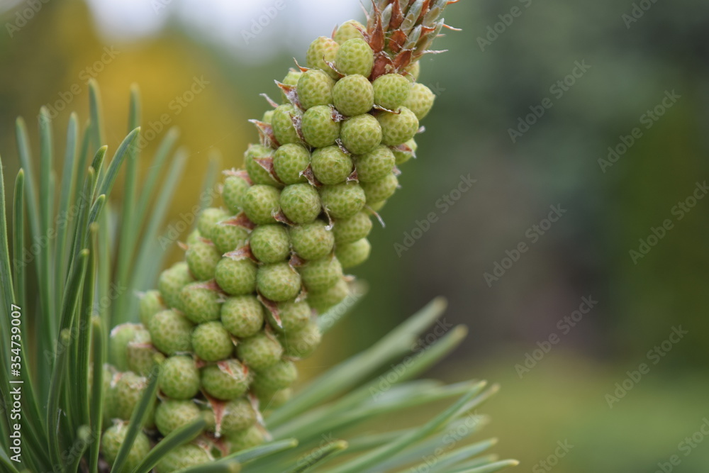 Close up view of the coniferous shoot. There is a place to enter any text. Close up view of the coniferous shoot. There is a place to enter any text.