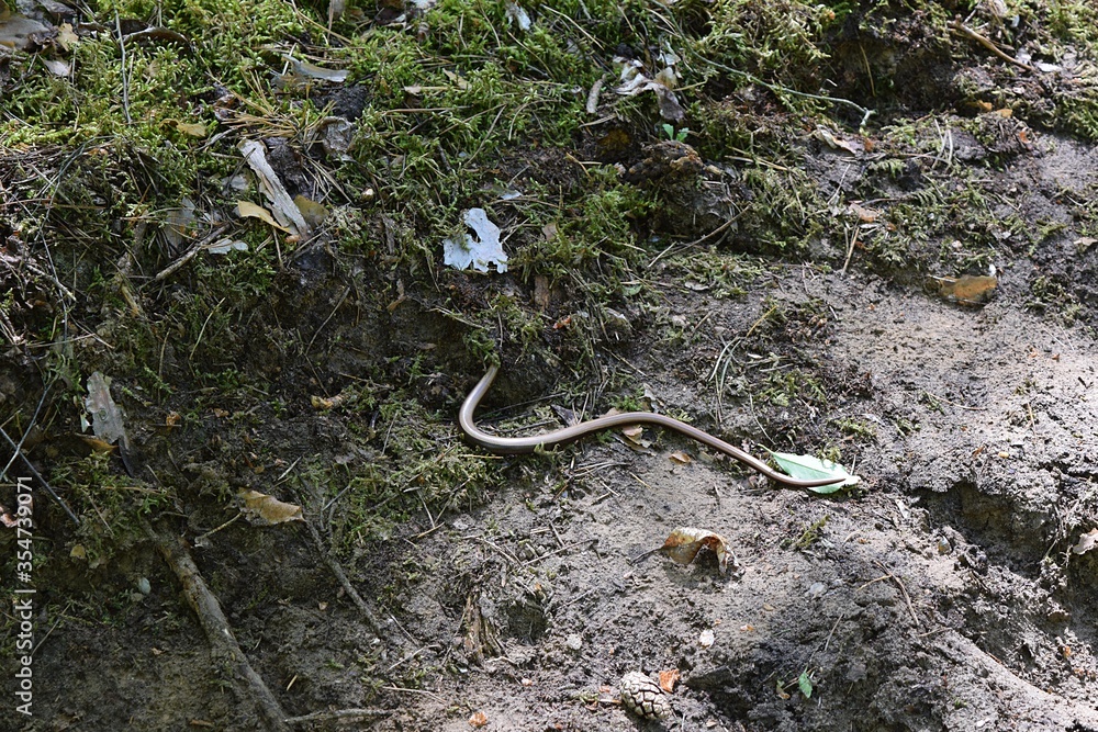 Legless lizard called deaf adder in the forest moss.