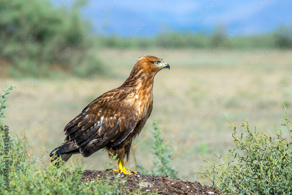 Obraz premium Red Falcon. wild birds