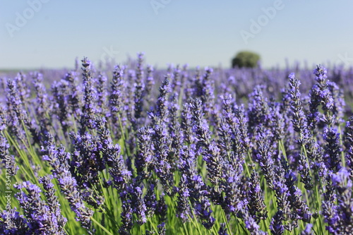 Beautiful Lavender field in Brihuega (Guadalajara)