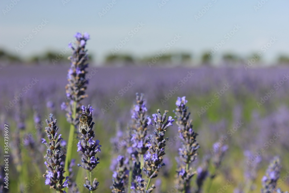 Obraz premium Beautiful Lavender field in Brihuega (Guadalajara)
