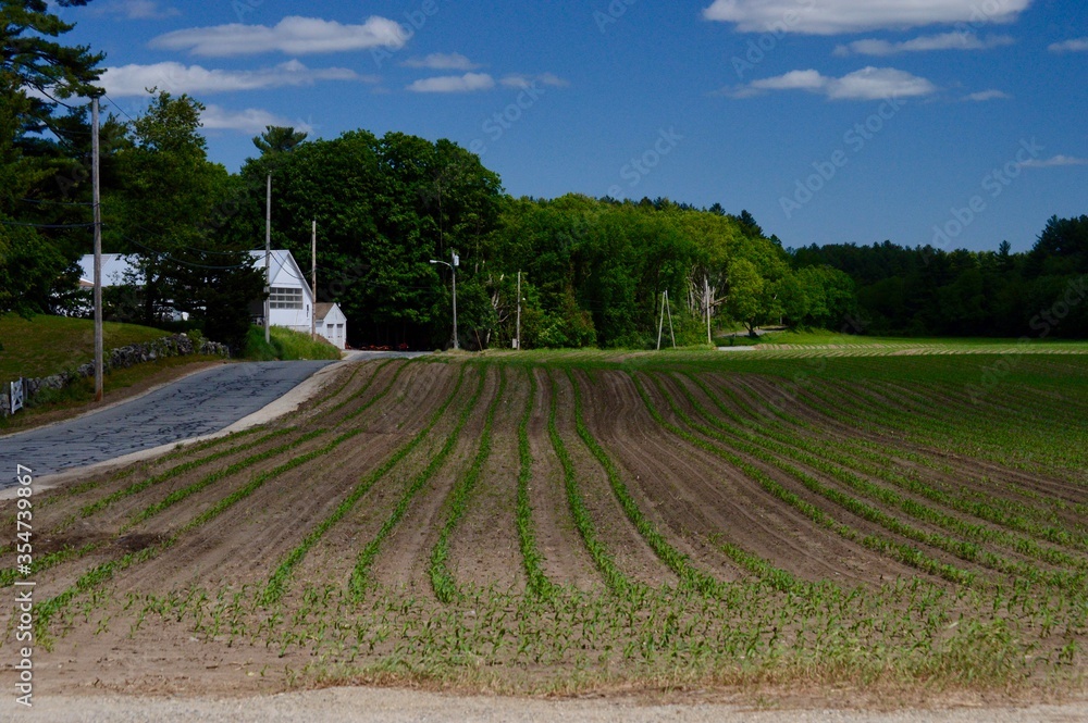 early corn crop planted