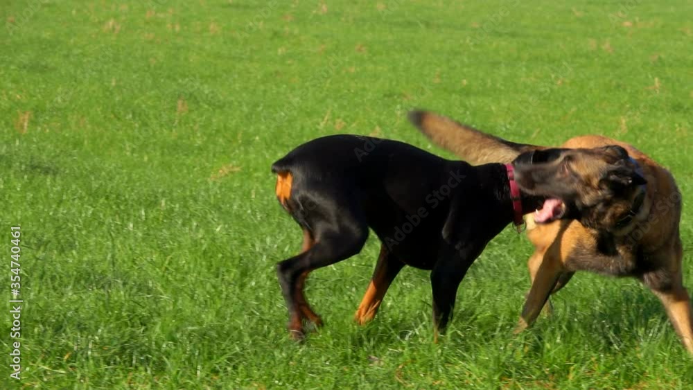 Beautiful purebred Doberman and Belgian Shepherd Malinois are running and playing on the green field Beautiful purebred Doberman and Belgian Shepherd Malinois are running and playing on the green field