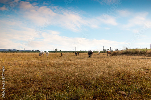 Fototapeta Naklejka Na Ścianę i Meble -  Horses herd on the prairie with golden straw pastures