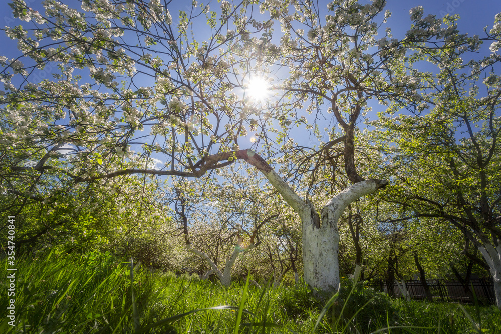blooming Apple trees on a Sunny day blooming Apple trees on a Sunny day