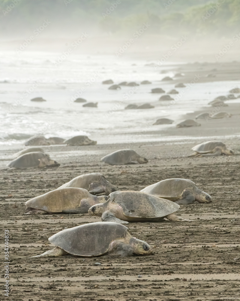 Fototapeta premium An arribada of Olive Ridley turtles.