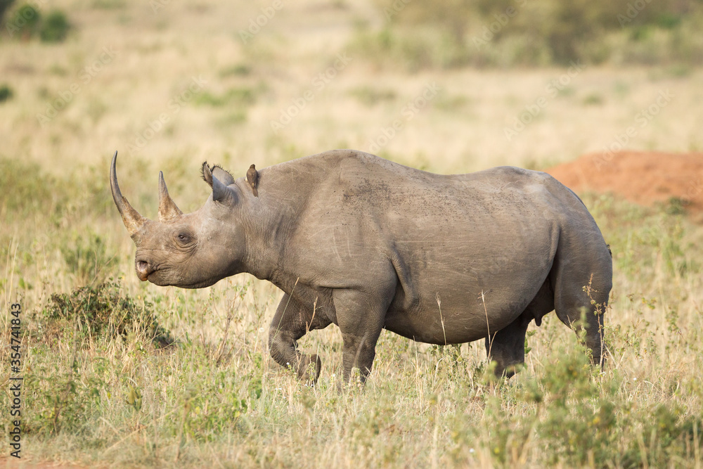 One adult female Black Rhino in the Masai Mara Kenya One adult female Black Rhino in the Masai Mara Kenya