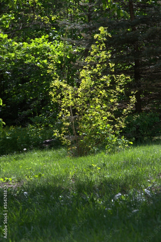 nature_003 nature_003