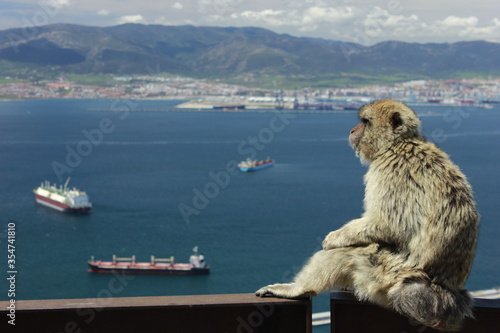 Views from Gibraltar (Great Britain). Monkeys.