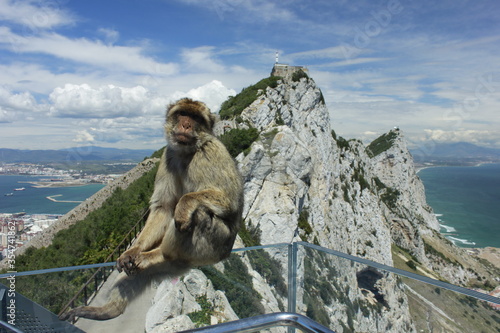 Views from Gibraltar (Great Britain). Monkeys.