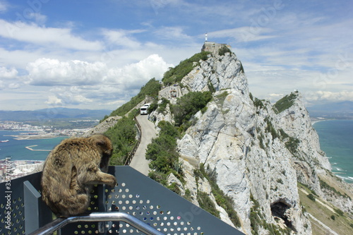 Views from Gibraltar (Great Britain). Monkeys.