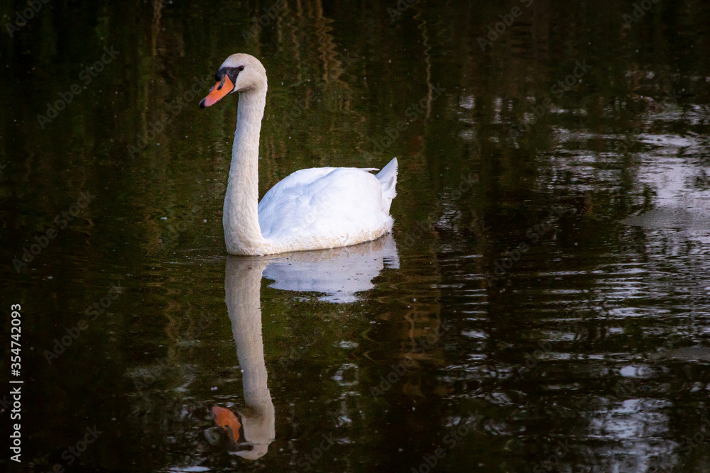 Fototapeta premium swan on the water