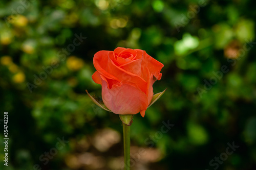 orange rose on green leaf blur background