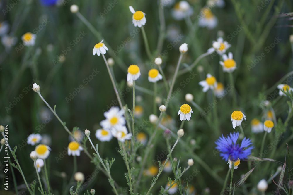 Wild field meadow with purple blue cornflowers and aromatic scented white camomile 