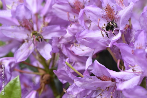 close up of a purple flower with bee02