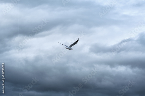 A seagull flies on a background of grey rainy clouds. Dramatic photography of the skies and nature. Picture for the wallpapers. 