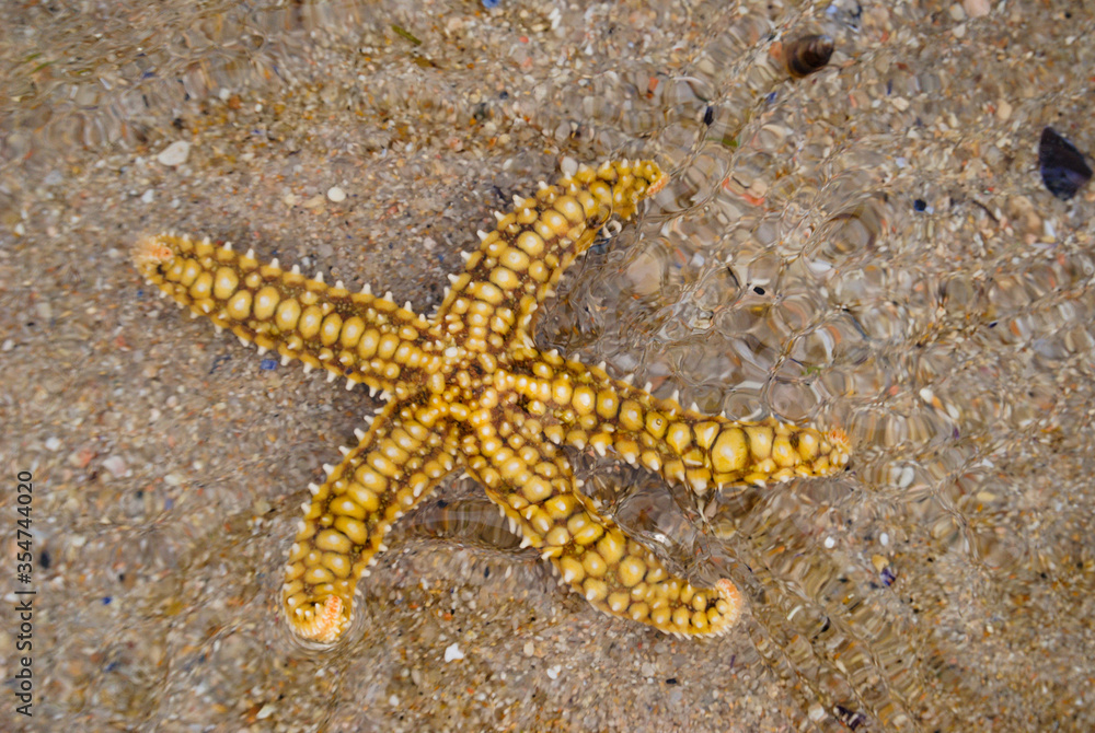 Estrela do mar com cores amarelas e castanhas totalmente dentro de água com efeitos das pequenas ondas Estrela do mar com cores amarelas e castanhas totalmente dentro de água com efeitos das pequenas ondas