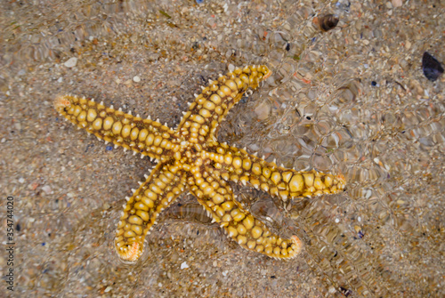 Estrela do mar com cores amarelas e castanhas totalmente dentro de   gua com efeitos das pequenas ondas