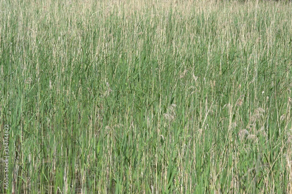 Fototapeta premium nature_016