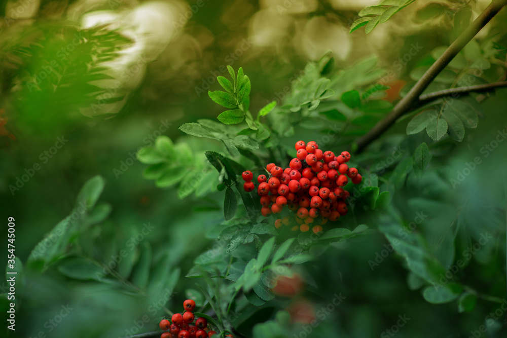 A branch of a ripe rowan close-up. Beautiful nature. Selective soft focus, shallow depth of field. Toned image A branch of a ripe rowan close-up. Beautiful nature. Selective soft focus, shallow depth of field. Toned image