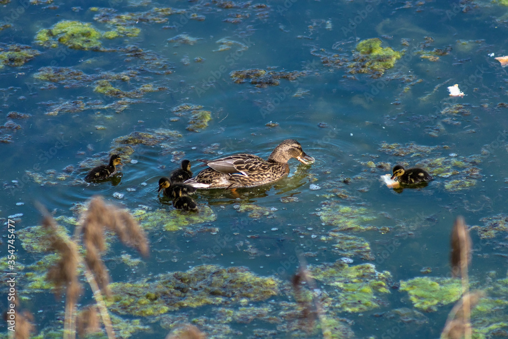 Fototapeta premium A duck and cute young ducklings in a lake in the Park, photographed on a Sunny spring day. Ducks eat bread. Beauty of nature.