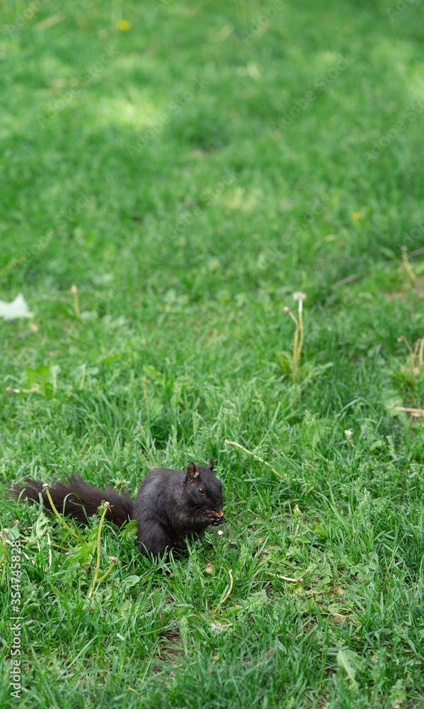 Squirrel having some foods at the park in Toronto Ontario Canada Squirrel having some foods at the park in Toronto Ontario Canada