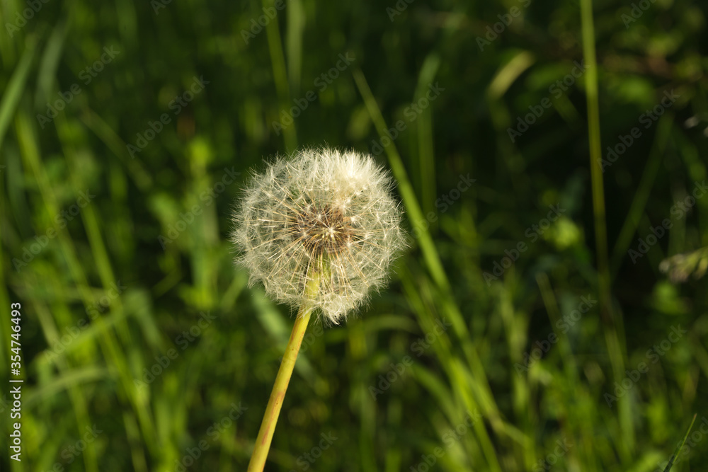 White fluffy dandelion on the green sunny yard.Close up beautiful flower alone on the field. Summer time flowers background .Life cicle concept.