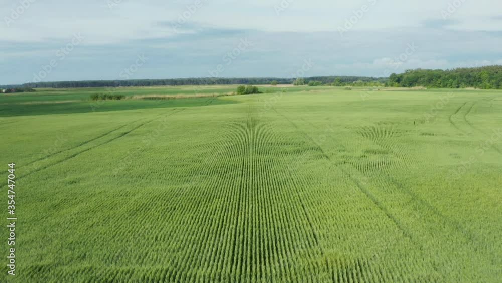 Aerial flying above stunning green wheat field swaying in the wind on country farmland. Crop plants swinging in summer breeze on sunny morning from a bird sight Aerial flying above stunning green wheat field swaying in the wind on country farmland. Crop plants swinging in summer breeze on sunny morning from a bird sight