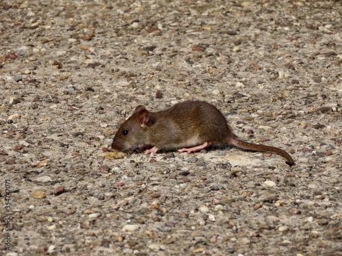 Young brown rat