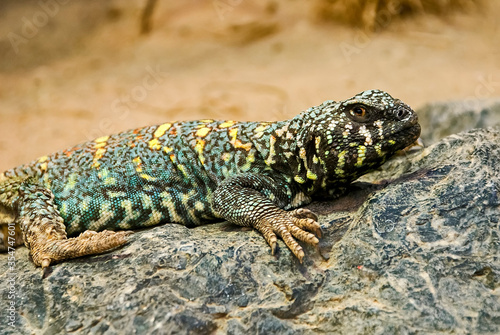 Ocellated Spiny tailed, photographed on Zoo in Frankfurt am Main, Germany. Picture made in 2009. 