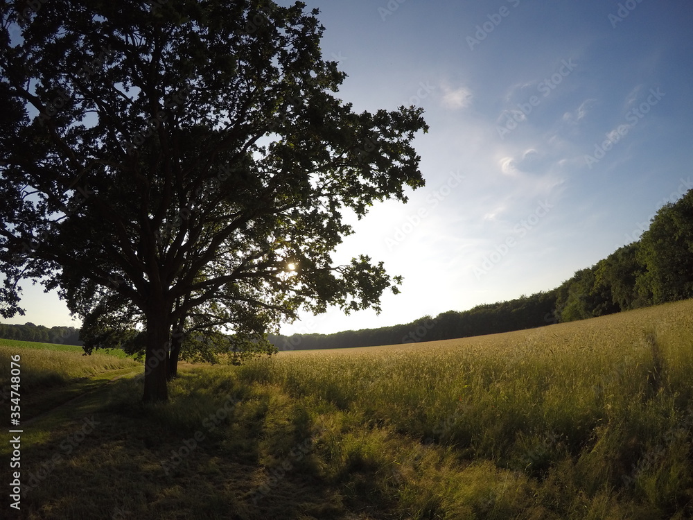This stock photo is from a nature reserve in Hilversum, Netherlands during spring! This stock photo is from a nature reserve in Hilversum, Netherlands during spring!