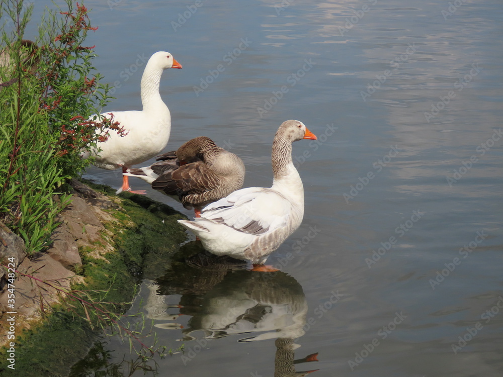 Greylag and white geese