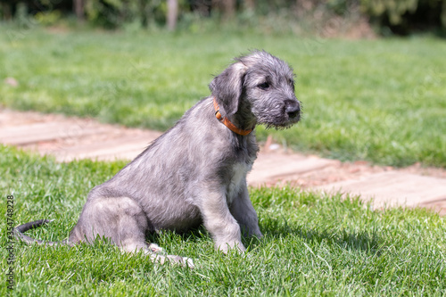 Cuadro en lienzo Irish wolfhound puppy