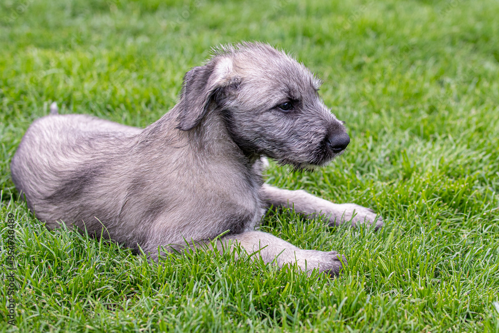 Fototapeta premium Irish wolfhound puppy