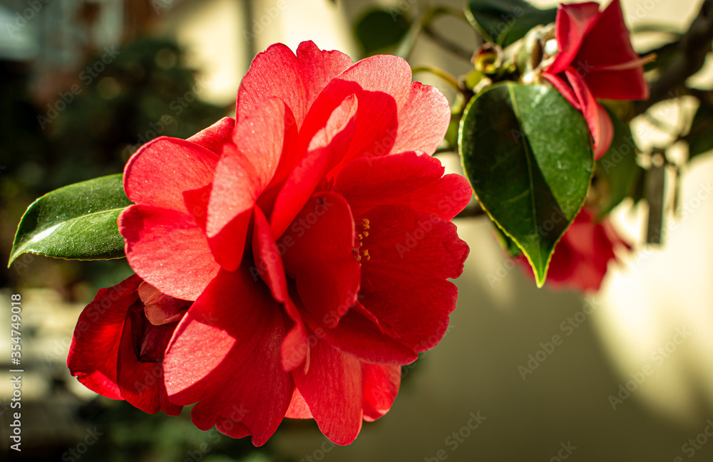 red flower in the sunset. Japanese Camellia, Common Camellia
red flower in the sunset. Japanese Camellia, Common Camellia