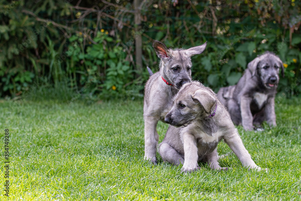 Naklejka premium Irish wolfhound puppy