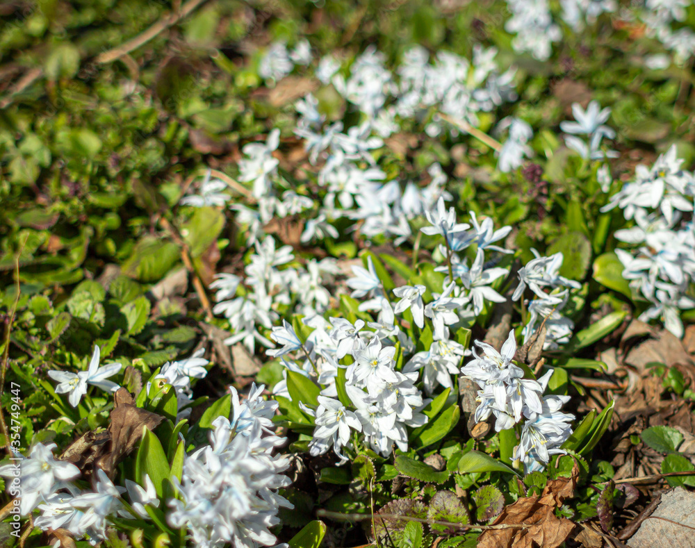 Wildflowers in the grass, Snowdrop in the grass with macro, Striped Squill, Russian Snowdrop, Pushkinia scilloides, libanotica. Wildflowers in the grass, Snowdrop in the grass with macro, Striped Squill, Russian Snowdrop, Pushkinia scilloides, libanotica.