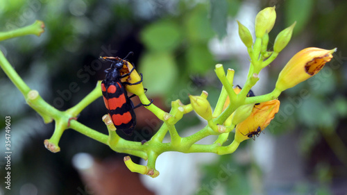 insects on a leaf