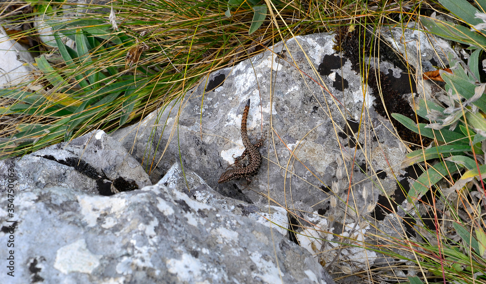 Obraz premium Lizard on a rock covered with lichen.