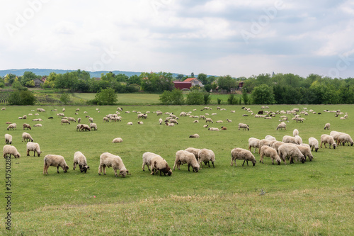 Flock Of Sheep In Green Pasture © nedomacki
