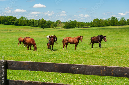 Valokuva Horses on a Kentucky horse farm