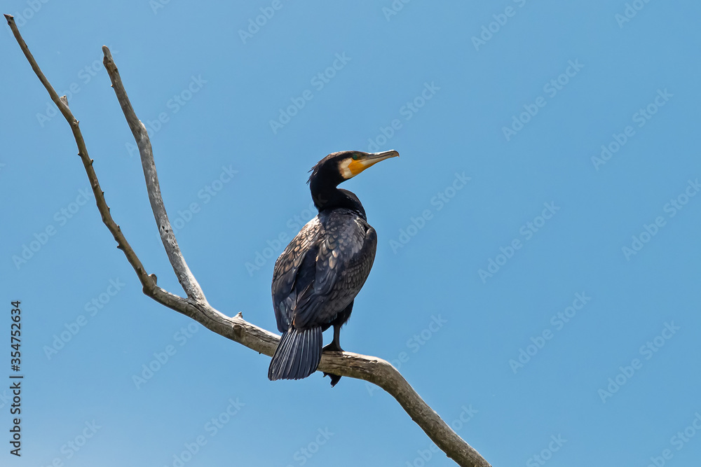 Great Cormorant (Phalacrocorax carbo) in Nature. A Great Cormorant on a branch. Great Cormorant (Phalacrocorax carbo) in Nature. A Great Cormorant on a branch.
