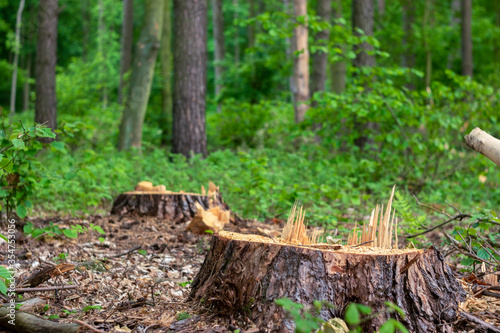 Lonely stumps after logging